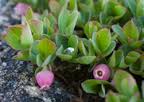 Vaccinium cespitosum Ericaceae dwarf blueberry