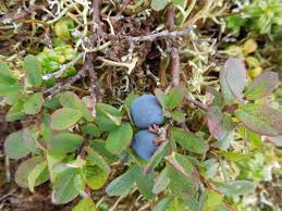 Vaccinium cespitosum Ericaceae dwarf blueberry
