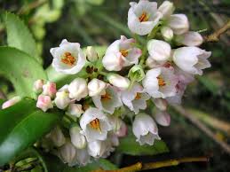 Vaccinium membranaceum Ericaceae black huckleberry