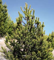 Pinus contorta Pinaeceae lodgepole pine