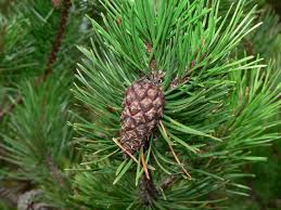 Pinus contorta Pinaeceae lodgepole pine