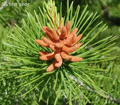 Pinus contorta Pinaeceae lodgepole pine