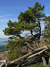 Pinus contorta Pinaeceae lodgepole pine