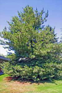 Pinus monticola Pinaeceae western white pine