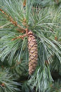 Pinus monticola Pinaeceae western white pine