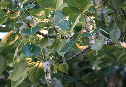 Populus	trichocarpa	Salicaceae	black cottonwood
