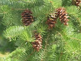 Pseudotsuga menziesii Pinaeceae douglas fir