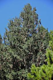 Thuja plicata Cupressaceae western red cedar