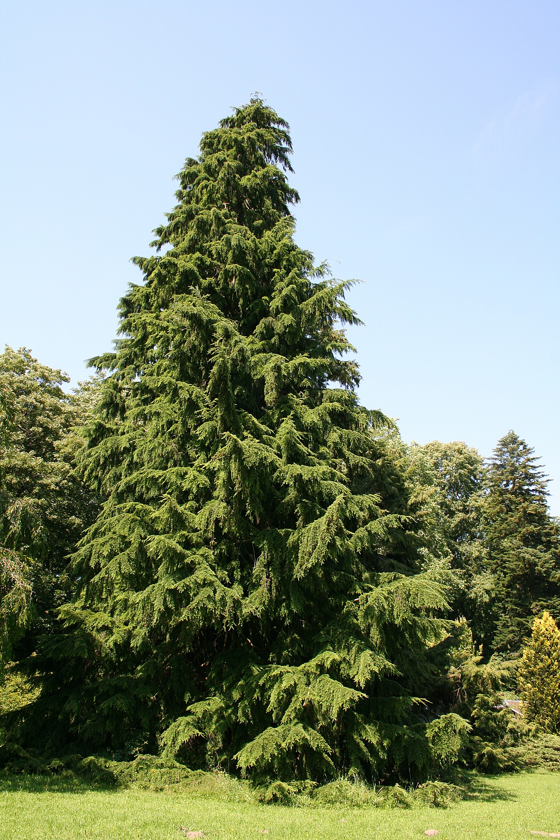 Tsuga	heterophylla	Pinaceae	western hemlock
