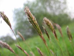 Anthoxanthum	odoratum	Poaceae	sweet vernalgrass
 perennial