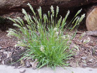 Anthoxanthum	odoratum	Poaceae	sweet vernalgrass
 perernnial