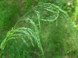 Cinna	latifolia	Poaceae	Wood reedgrass
