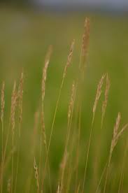 Danthonia	spicata	Poaceae	poverty oatgrass
