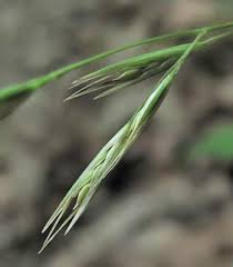 Danthonia spicata Poaceae poverty oatgrass