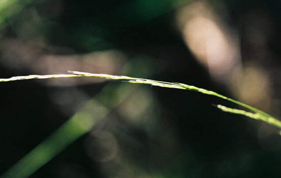 Deschampsia	elongata	Poaceae	slender hairgrass
