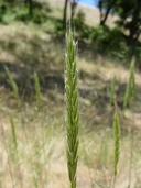 Elymus glaucus Poaceae blue wildrye
may-july