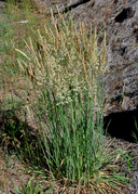 Holcus lanatus Poaceae common velvetgrass
*