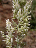 Holcus lanatus Poaceae common velvetgrass
*