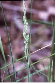 Poa compressa Poaceae canada bluegrass
*