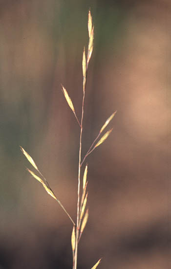 Poa	compressa	Poaceae	canada bluegrass
*