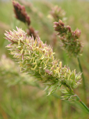 Poa secunda Poaceae sandberg bluegrass
perennial may-june