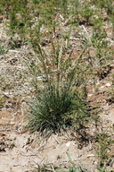 Poa secunda Poaceae sandberg bluegrass