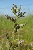 Poa secunda Poaceae sandberg bluegrass