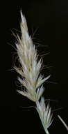 Trisetum spicatum Poaceae spike tresetum
perennial july-aug