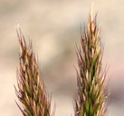 Trisetum spicatum Poaceae spike tresetum