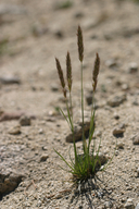 Trisetum spicatum Poaceae spike tresetum