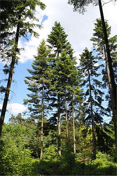 Western larch (Larix occidentalis)  decidious conifer 
