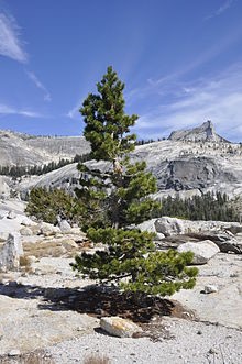 Pinus contorta, (odgepole pine and shore pine, and also known as twisted pine)