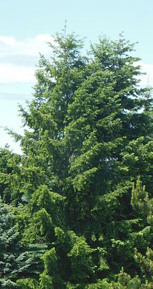 Pseudotsuga menziesii (douglas fir)