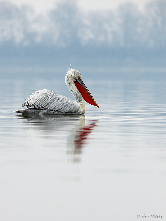 Dalmatian pelican / Kroeskoppelikaan