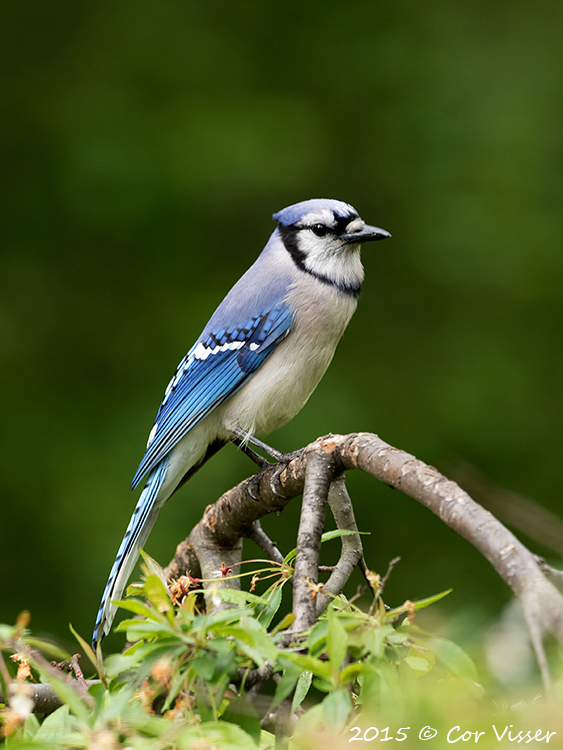 Blue-Jay.jpg