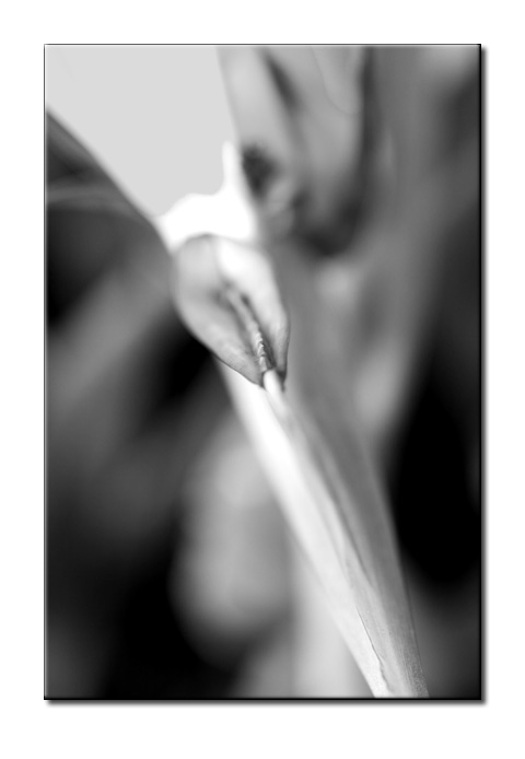 CRW_8952bw.jpg