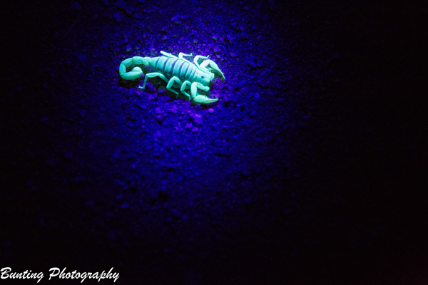 _MG_2761.jpg