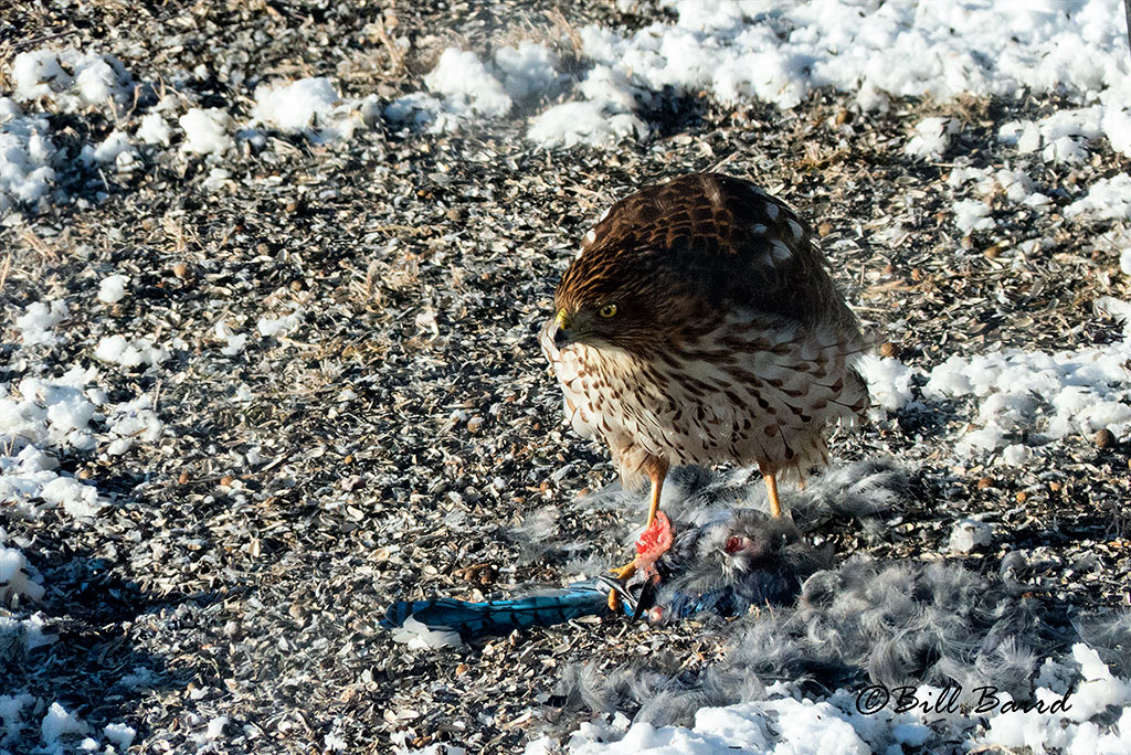 Coopers Hawk