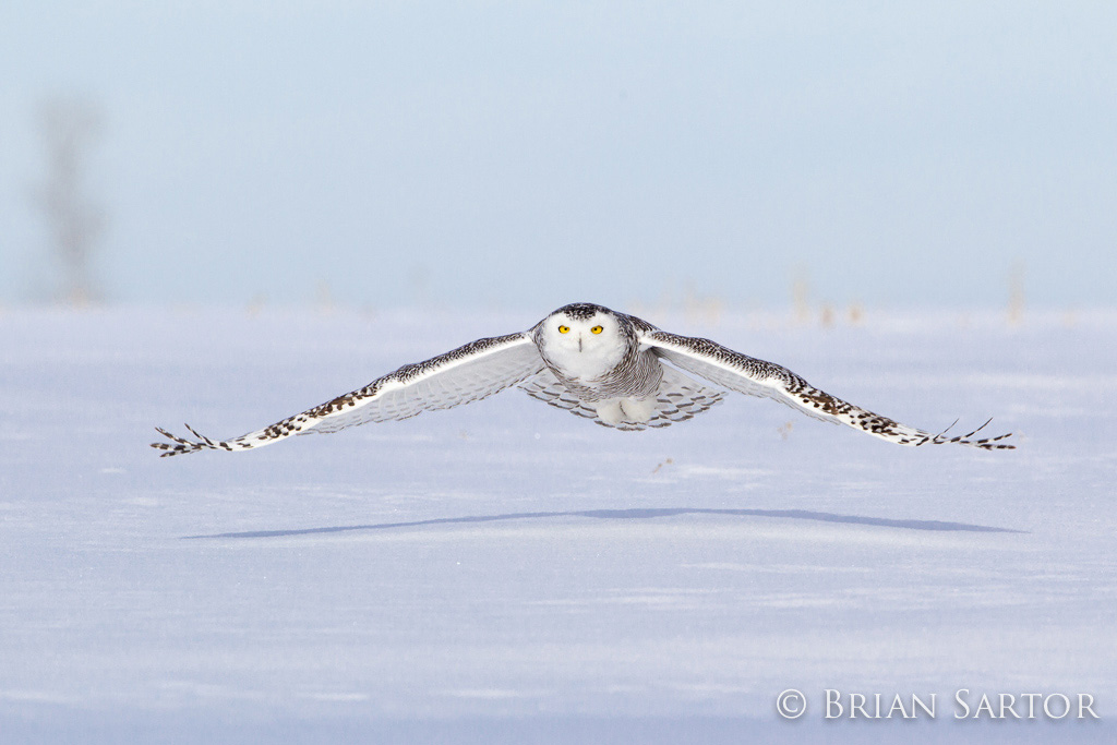 Snowy Owl