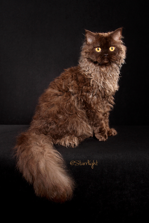 Susens Sol Dream (Selkirk Rex Longhair)