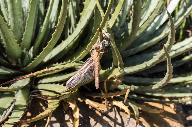 Botanical Garden, San Miguel de Allende