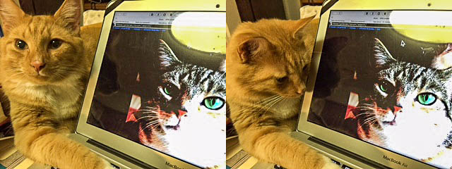 Sarah Magees cat looks at gallery