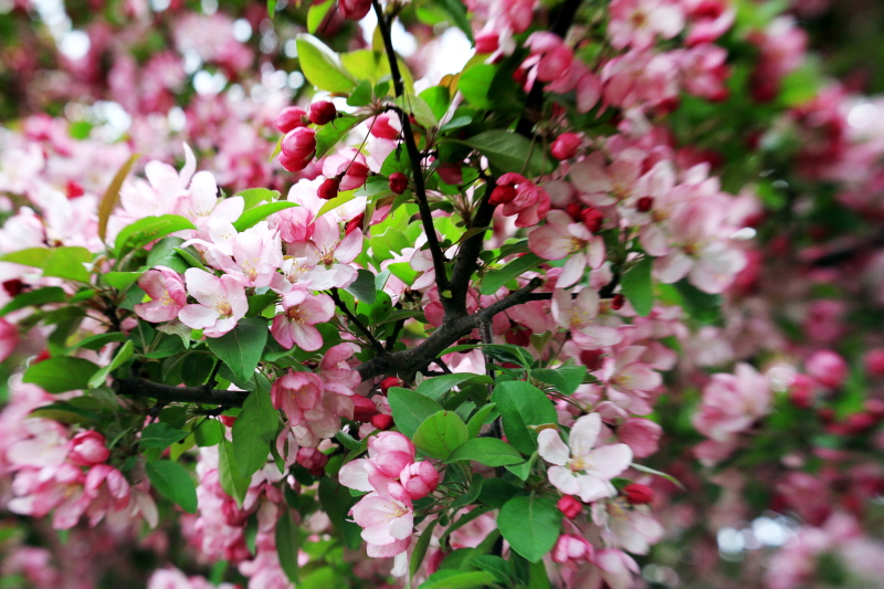 Cherry Blossoms, Spring 2013