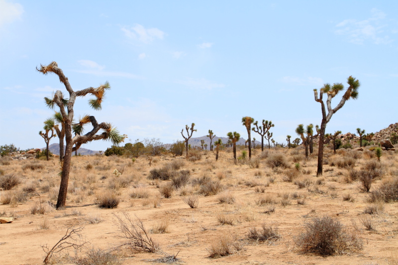 Joshua trees, Joshua Tree National Park, California