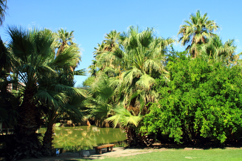 29 Palms, Oasis of Mara, Joshua Tree National Park, California