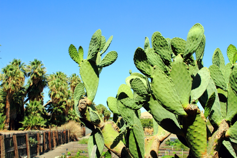 Cactus and Palms, 29 Palms, Oasis of Mara, Joshua Tree National Park, California