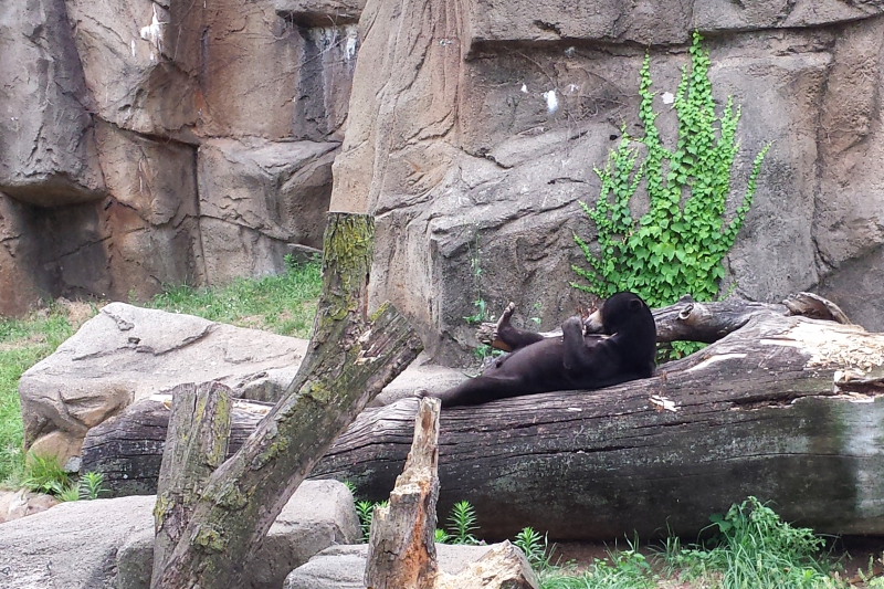 Sun Bear, sunbathing, Lincoln Park Zoo, Chicago