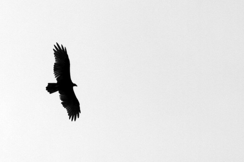 Eagle, National Key Deer Refuge, Big Pine Key, Florida Keys