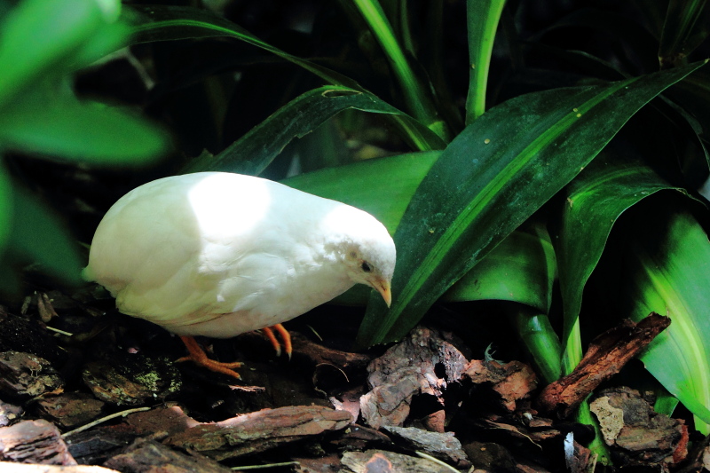 Quail, Key West Butterfly and Nature Conservatory, Florida