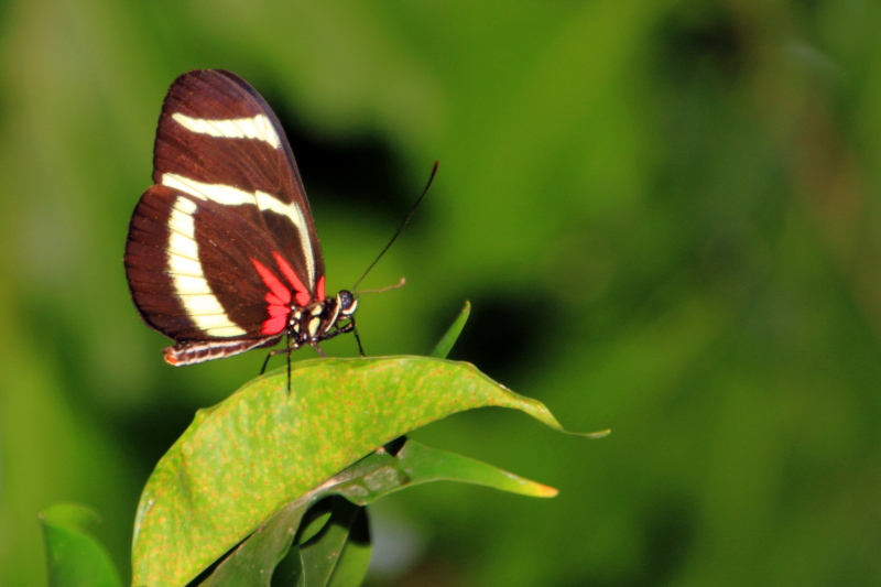 Key West Butterfly and Nature Conservatory, Florida